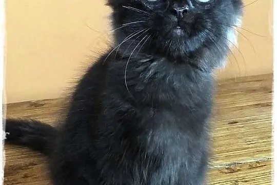 Kocięta rodowodowe rasy MaineCoon , Zabrze , hodow