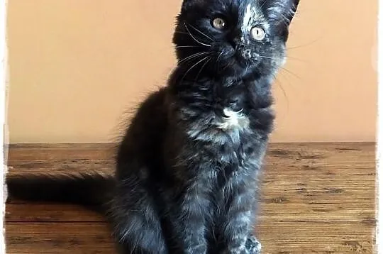 Kocięta rodowodowe rasy MaineCoon , Zabrze , hodow