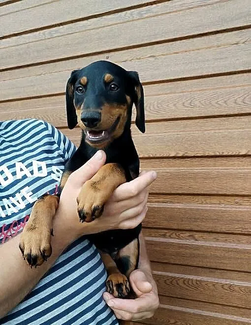 Doberman suczka szczeniak, Małopolskie, Dąbrowa Tarnowska
