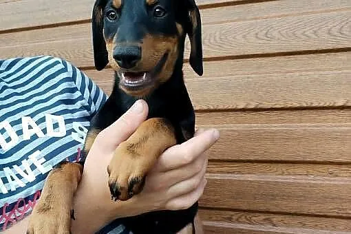 Doberman suczka szczeniak, Małopolskie, Dąbrowa Tarnowska