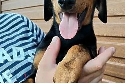 Doberman suczka szczeniak, Małopolskie, Dąbrowa Tarnowska
