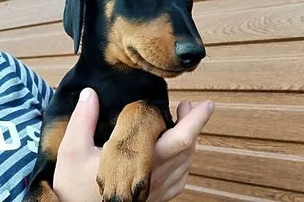 Doberman suczka szczeniak, Małopolskie, Dąbrowa Tarnowska