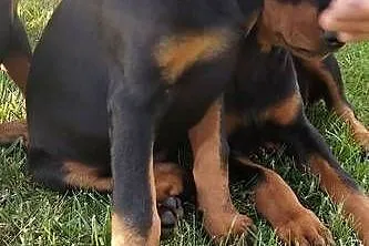 Doberman suczka szczeniak, Małopolskie, Dąbrowa Tarnowska