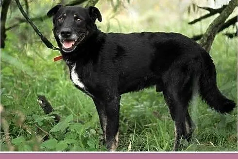 15 kg, pogodny,przyjacielski,kontaktowy piesek MAD