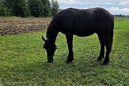 Ogierek 1,5 roku, Pomorskie, Kaniczki