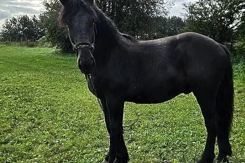Ogierek 1,5 roku, Pomorskie, Kaniczki