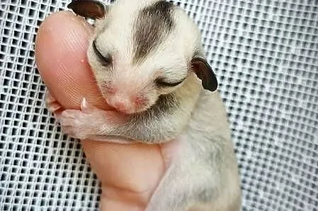Lotopałanki, lotopałanka, sugar glider SAMICZKi