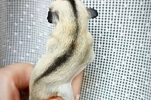 Lotopałanki, lotopałanka, sugar glider SAMICZKi, Dolnośląskie, Wrocław