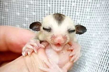 Lotopałanki, lotopałanka, sugar glider SAMICZKi, Dolnośląskie, Wrocław