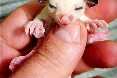 Lotopałanki, lotopałanka, sugar glider SAMICZKi, Dolnośląskie, Wrocław