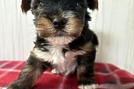 Do Rezerwacji Pixel Yorkshire Terrier Biewer