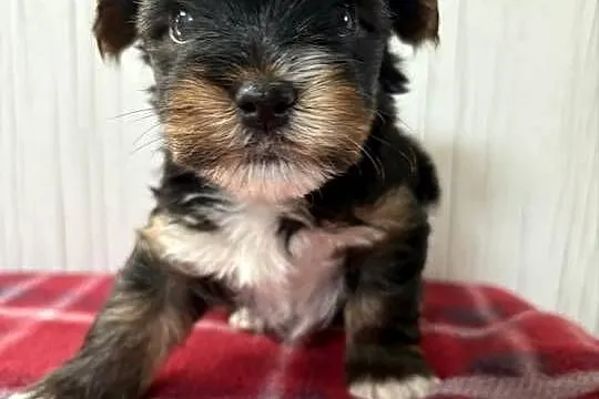 Do Rezerwacji Pixel Yorkshire Terrier Biewer, Wielkopolskie, Konin