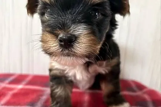 Do Rezerwacji Pixel Yorkshire Terrier Biewer, Wielkopolskie, Konin