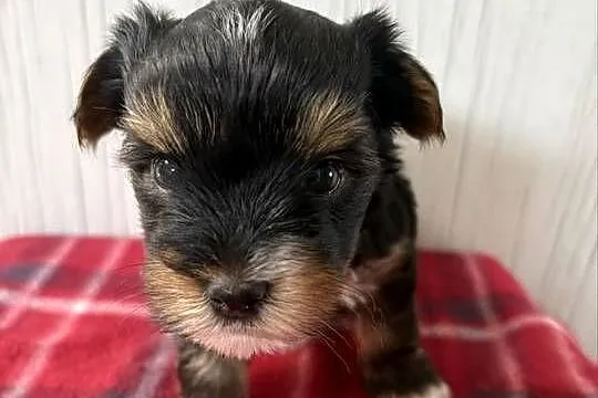 Do Rezerwacji Pixel Yorkshire Terrier Biewer, Wielkopolskie, Konin