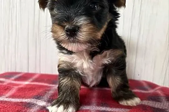 Do Rezerwacji Pixel Yorkshire Terrier Biewer, Wielkopolskie, Konin