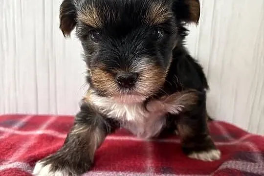 Do Rezerwacji Pixel Yorkshire Terrier Biewer, Wielkopolskie, Konin