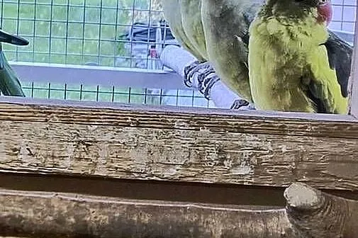 Papugi górskie młode tanio., Śląskie, Siemianowice Śląskie