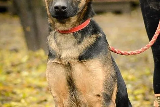 Logan, młodziutki, kochający człowieka mix OWCZARE