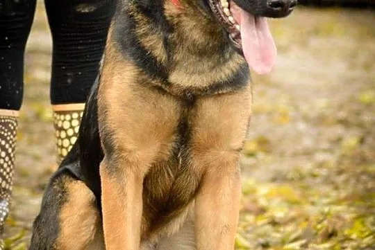 Logan, młodziutki, kochający człowieka mix OWCZARE