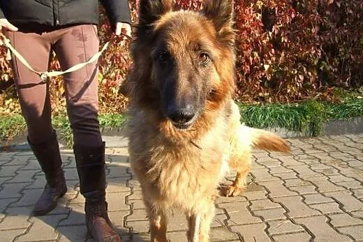 Błagamy o Dom dla umierającej Karinki! ,  dolnoślą