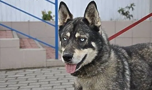 Piekny niebieskooki Drako poleca się do adopcji ,