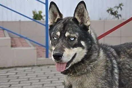 Piekny niebieskooki Drako poleca się do adopcji , 