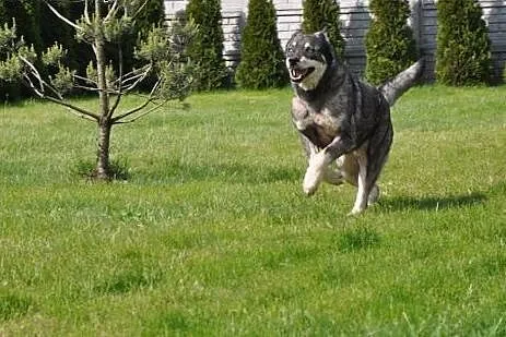 Piekny niebieskooki Drako poleca się do adopcji , 
