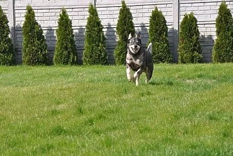 Piekny niebieskooki Drako poleca się do adopcji , 