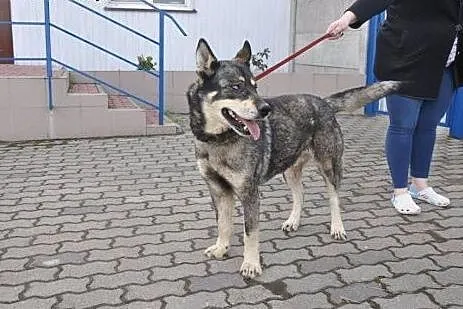 Piekny niebieskooki Drako poleca się do adopcji , 