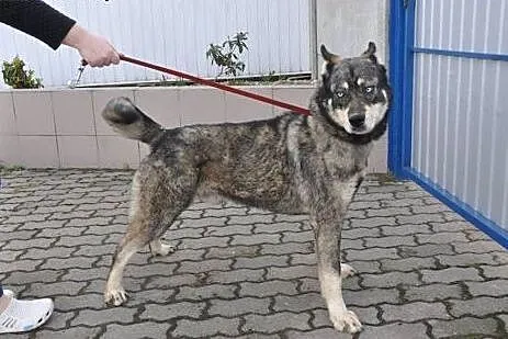 Piekny niebieskooki Drako poleca się do adopcji , 