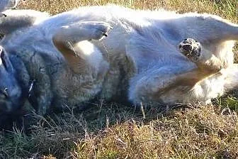 Łagodna, przytulaśna, nieco większa sunia potrzebu