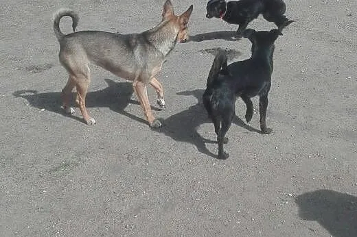 Spokojna i malutka sunia szuka domu,  mazowieckie 