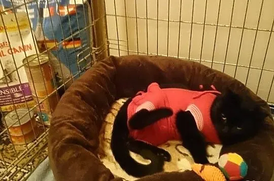 Kotka Perełka cudowna koteczka o wspaniałym charak