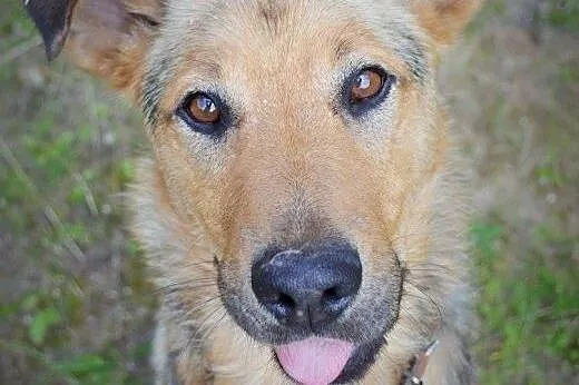 Akar fantastyczny psiak odkrywa na nowo życie, do adopcji,  mazowieckie Warszawa