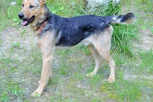 Akar fantastyczny psiak odkrywa na nowo życie, do 