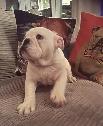 Doskonałe Buldog angielski szczenięta