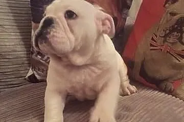 Doskonałe Buldog angielski szczenięta