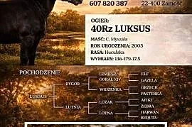 Stanówka Ogier Hucuł