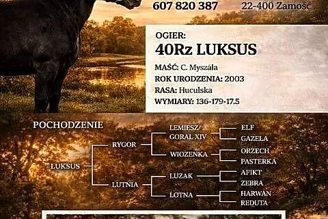 Stanówka Ogier Hucuł