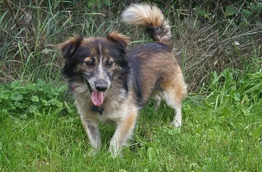 Misio, chodzący skarb gotowy do ADOPCJI!