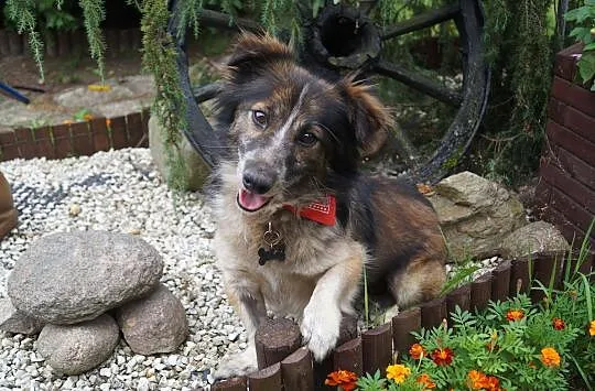 Misio, chodzący skarb gotowy do ADOPCJI!