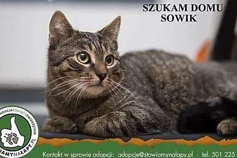 Sowik. Fundacja Stawiamy Na Łapy,  małopolskie Kra