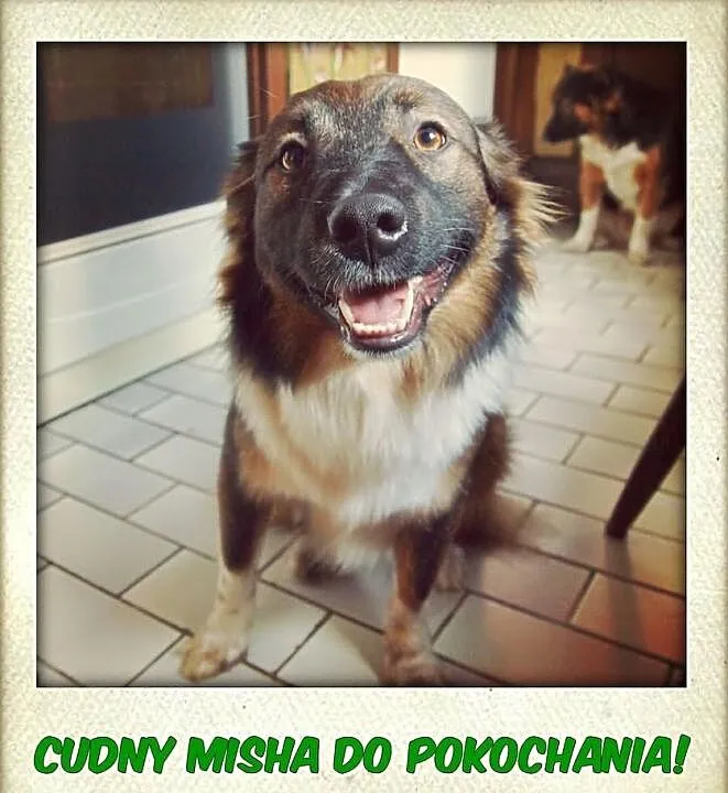 Uroczy 10 mies. MISHA do pokochania od zaraz !