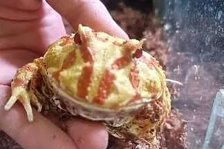Żaba rogata z terrarium