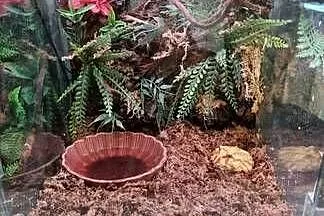 Żaba rogata z terrarium, Małopolskie, Kraków