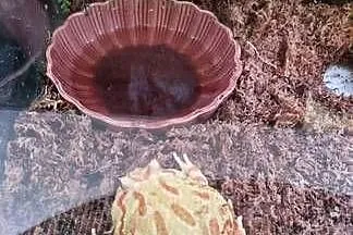 Żaba rogata z terrarium, Małopolskie, Kraków