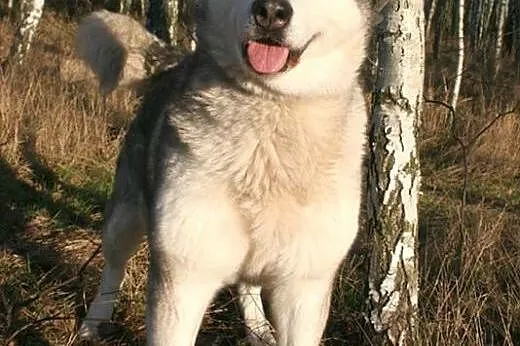 Basia wesoła, łagodna suczka alaskan malamute ADOPCJA, Kundelki cała Polska