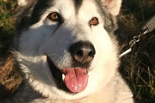 Basia wesoła, łagodna suczka alaskan malamute ADOP