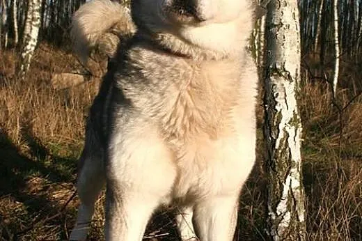Basia wesoła, łagodna suczka alaskan malamute ADOP