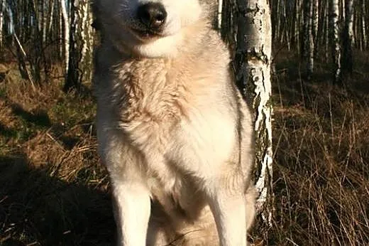 Basia wesoła, łagodna suczka alaskan malamute ADOP